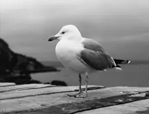 Larus Prints: Herring gull on a wall, Brixham, Devon