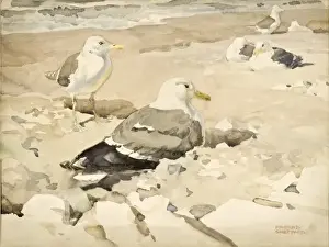 Gulls Prints: Herring Gulls