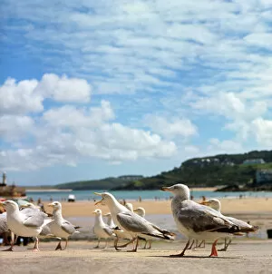 Images Dated 25th November 2016: Herring gulls at St Ives, Cornwall