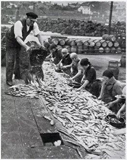 Images Dated 23rd June 2021: Herring Harvest in Great Yarmouth 1934