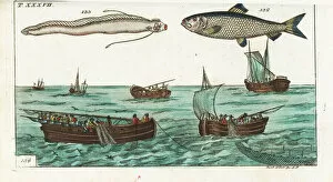 Herring, oarfish and drift-net fishing