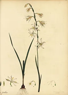 Hesperantha radiata, native to South Africa