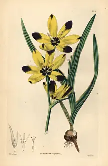 Root Prints: Hesperantha vaginata