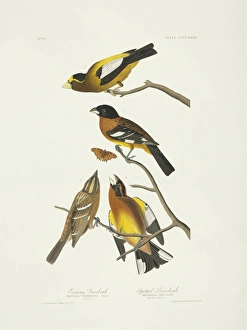 Grosbeak Collection: Hesperiphona vespertina, Pheuticus melanocephalus