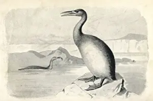 Extinctmonstersandcreaturesofotherdays Prints: Hesperornis regalis