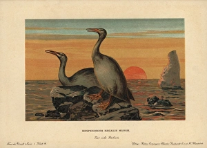 Aquatic Gallery: Hesperornis regalis, extinct genus of flightless