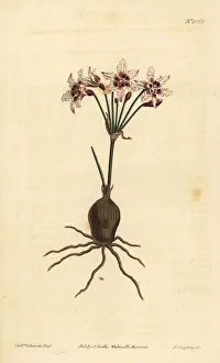 Amaryllis Gallery: Hessea cinnamomea