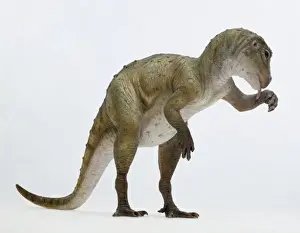 Lower Prints: Heterodontosaurus