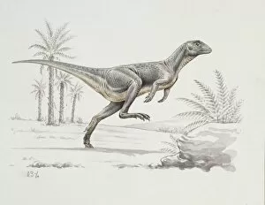 Bipedal Collection: Heterodontosaurus
