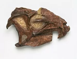 Euornithopoda Collection: Heterodontosaurus skull