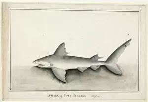 Elasmobranch Collection: Heterodontus portusjacksoni, Port Jackson shark