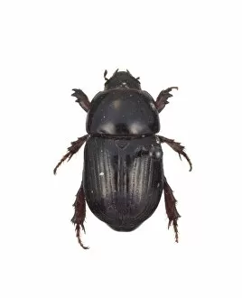 Beetles Collection: Heteronychus arator, black beetle