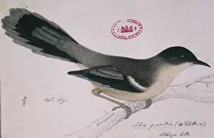1800 1874 Gallery: Heterophasia gracilis, grey sibia