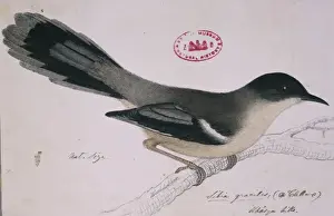 Heterophasia gracilis, grey sibia