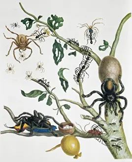 Heteropoda venatoria & Avicularia avicularia