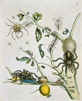 Araneae Gallery: Heteropoda venatoria & Avicularia avicularia