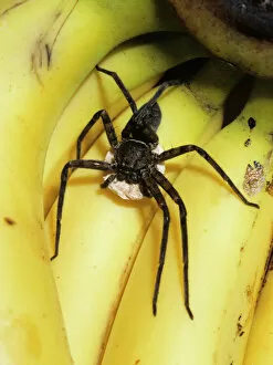 Araneae Gallery: Heteropoda venatoria, huntsman spider