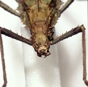 Heteropteryx dilatata, jungle nymph
