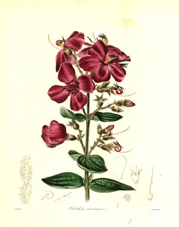 Hoary Prints: Heterotis canescens