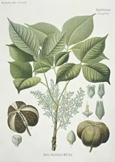 Hevea brasilensis, rubber tree