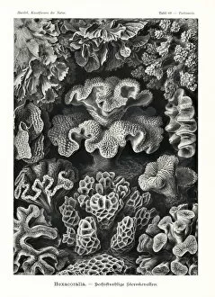 Skeleton Collection: Hexacorallia stony coral skeletons