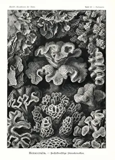 Coral Prints: Hexacorallia stony coral skeletons