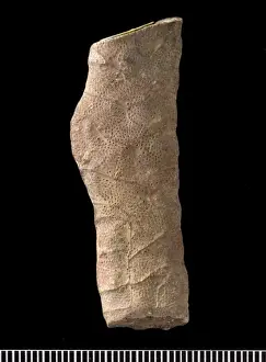 Bryozoan Prints: Hexagonella, bryozoan