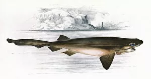 Nosed Gallery: Hexanchus griseus, a species of shark