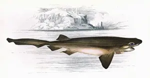 Shark Prints: Hexanchus griseus, a species of shark