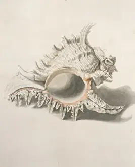 Sarah Stone Prints: Hexaplex duplex, African murex