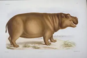 Artiodactyl Prints: Hexaprotodon liberiensis, hippopotamus