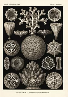 Polyp Gallery: Hexocorallia stony coral skeletons