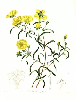 Stevens Collection: Hibbertia cunninghamii
