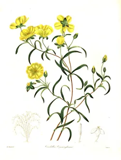Nevitt Collection: Hibbertia cunninghamii