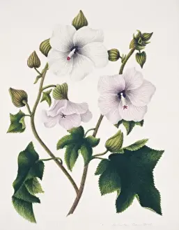 Hibiscus Prints: Hibiscus angulosus, wild hibiscus