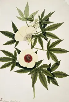 Hibiscus cannabinus, kenaf