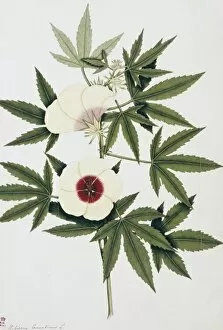 Hibiscus cannabinus, kenaf