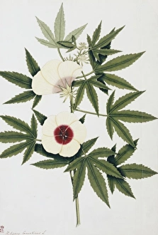 Malvales Collection: Hibiscus cannabinus, kenaf