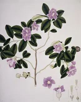 Hibiscus Prints: Hibiscus cf. syriacus, Syrian rose