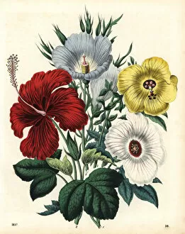 Abelmoschus Collection: Hibiscus flowers