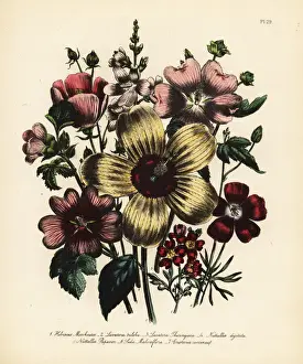 Scarlet Prints: Hibiscus and Lavatera species