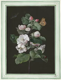 Malvidae Gallery: Hibiscus mutabilis, Cotton rose