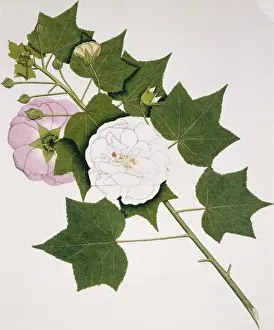 Hibiscus mutabilis, cotton rose