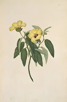Hibiscus normanii