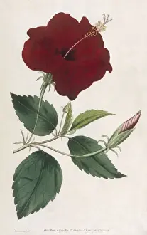 Sinensis Prints: Hibiscus Rosa Sinensis