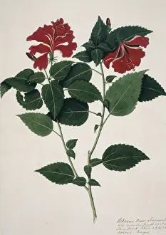 Hibiscus rosa-sinensis, China rose