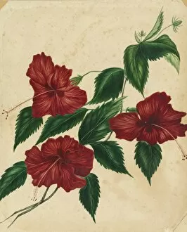 Women Artists Collection: Hibiscus rosa-sinensis, hibiscus