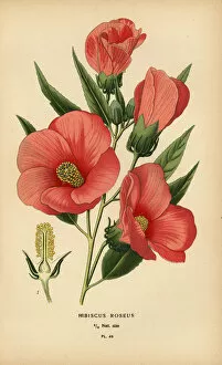 Hibiscus roseus