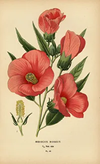 Sinensis Prints: Hibiscus roseus