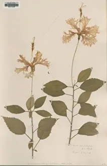 Hibiscus schizopetalus, Japanese lanterns